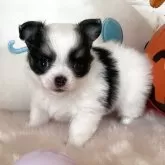 チワワ(ロング)