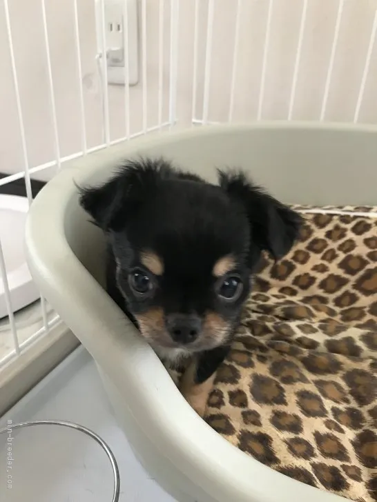 Yan 様のお迎えした子犬