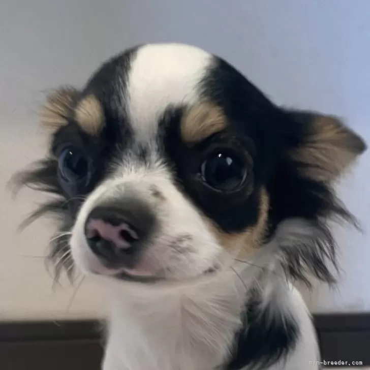 ひかり 様のお迎えした子犬