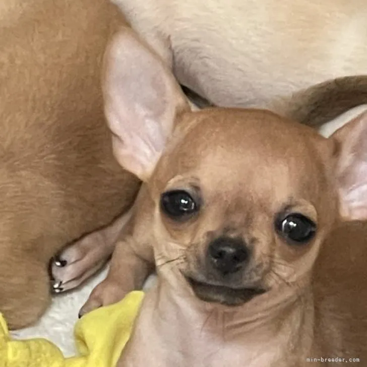 ID:2302-01305の子犬