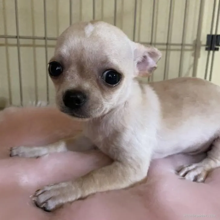 ID:2208-03444の子犬