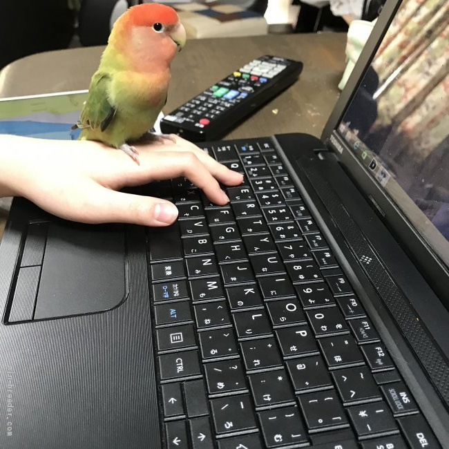 安部啓子ブリーダーのブログ みんなのブリーダー カテゴリ コザクラインコ しおさん 安部啓子ブリーダーのブログ みんなのブリーダー カテゴリ コザクラインコ しおさん
