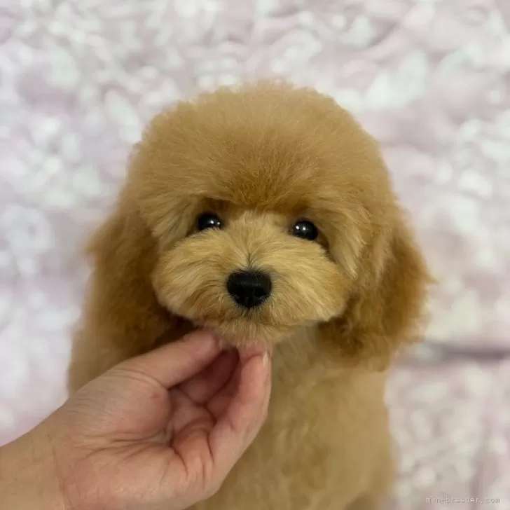 E.O 様のお迎えした子犬