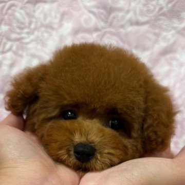 トイプードル(タイニー)【岡山県・男の子・2024年8月31日・レッドフォーン】の写真「穏やかな男の子で飼いやすいですよ♪」