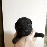 タイニープードル