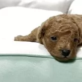 タイニープードル