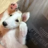ボルゾイ