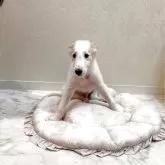 ボルゾイ