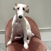 ボルゾイ