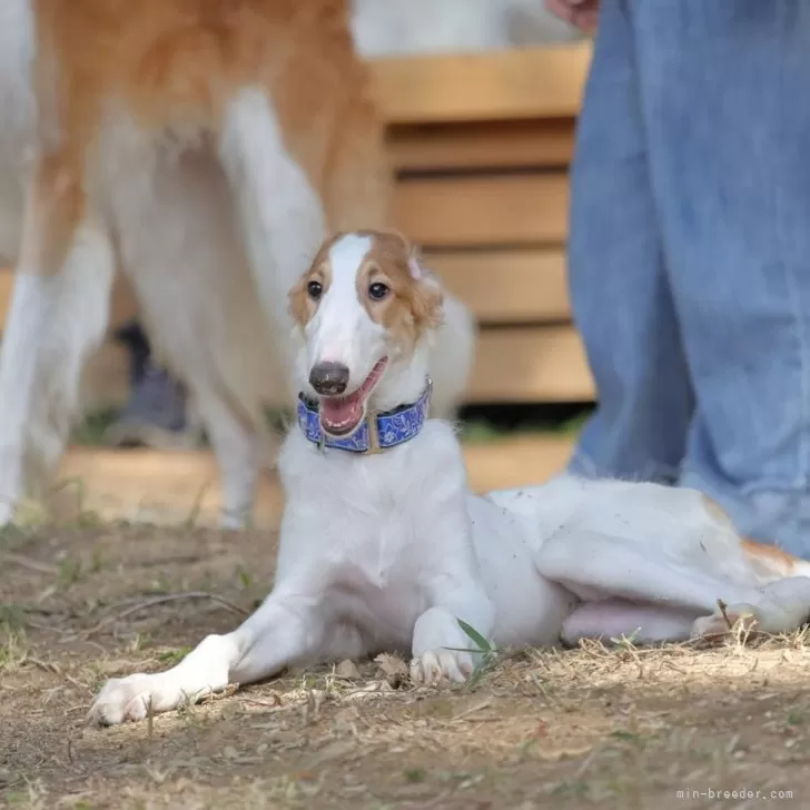 ID:2407-02178の子犬