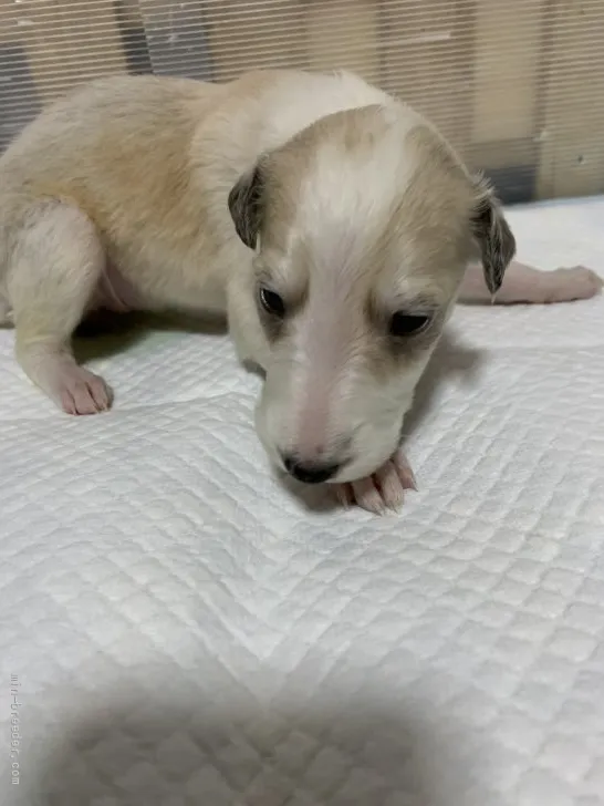 ID:2112-00433の子犬
