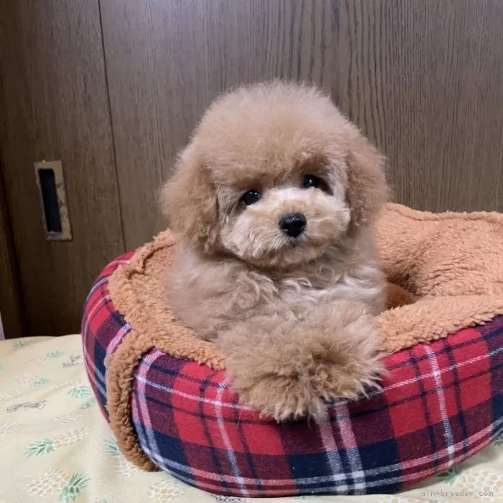 ID:2312-00843の子犬