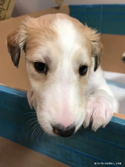 ID:1901-02009の子犬