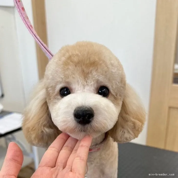 ID:2305-01883の子犬