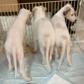 ボルゾイ【岡山県・男の子・2023年5月26日・ホワイト】の写真3