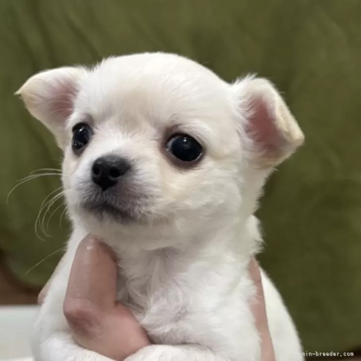 ID：2412-01980の子犬