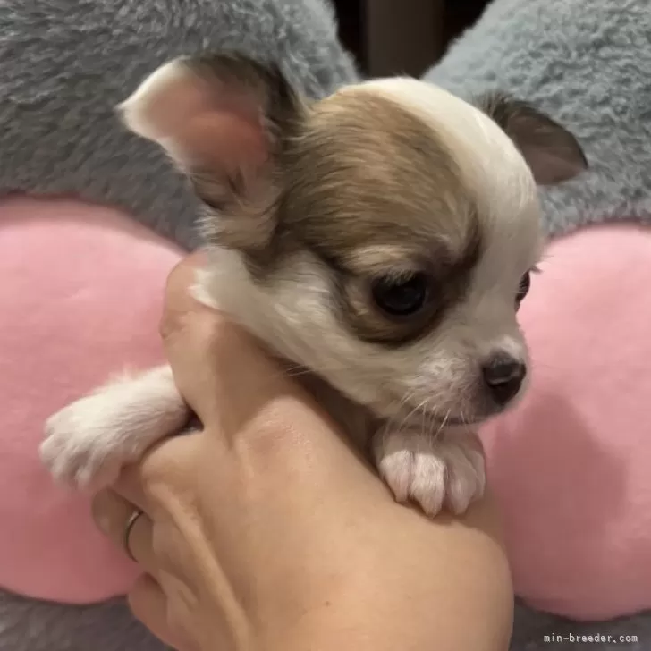 ID:2412-01974の子犬
