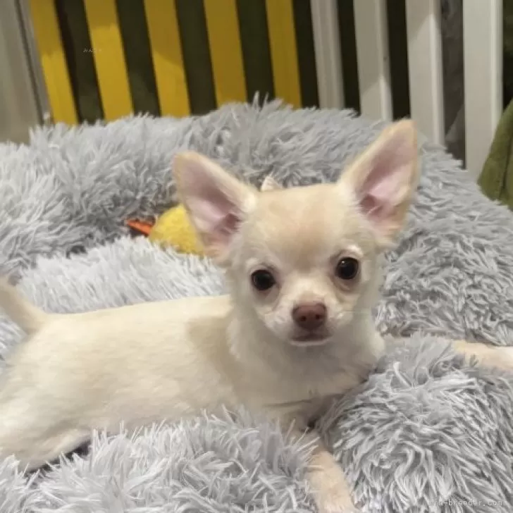 ココミルママ 様のお迎えした子犬