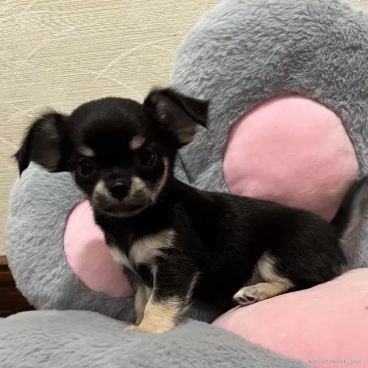ID:2412-04457の子犬