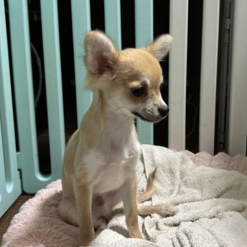 チワワ(ロング)【東京都・男の子・2025年6月20日・レッド&ホワイト】の写真「🏠新しいご家族が早く決まるようにお値下げ中」