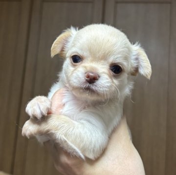 チワワ(ロング)【東京都・女の子・2025年10月17日・クリーム&ホワイト】の写真「ムチムチベビーちゃん」