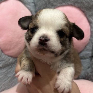 チワワ(ロング)【東京都・男の子・2025年10月17日・フォーン&ホワイト】の写真「ムチムチベビーくん」