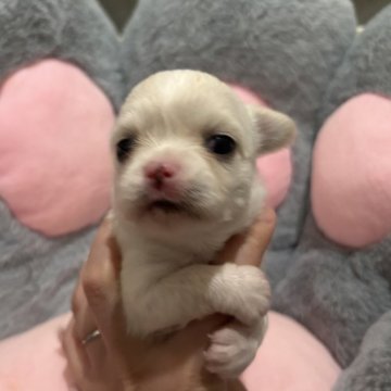 チワワ(ロング)【東京都・女の子・2025年10月17日・ホワイト&クリーム】の写真「ムチムチベビーちゃん」