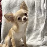チワワ(ロング)