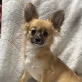 チワワ(ロング)