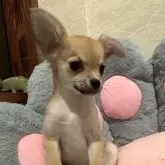 チワワ(ロング)