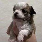 チワワ(ロング)