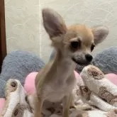 チワワ(ロング)