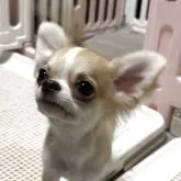 チワワ(ロング)