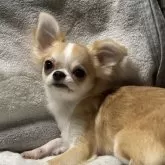 チワワ(ロング)