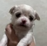 チワワ(ロング)