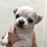 チワワ(ロング)