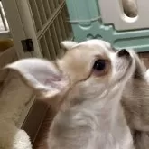 チワワ(ロング)