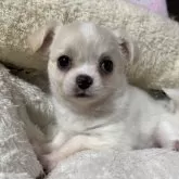 チワワ(ロング)