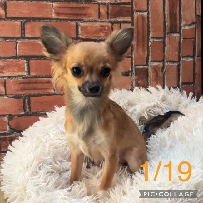 ID：2108-04101の子犬