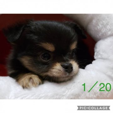 チワワ(ロング)【東京都・男の子・2019年12月11日・ブラックタン】の写真「キリッと顔のイケメン君☆」