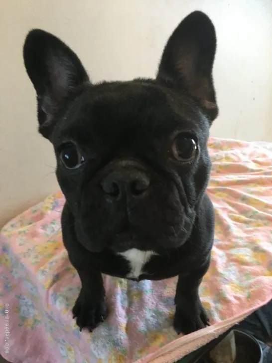 ぷぷぷりん 様のお迎えした子犬