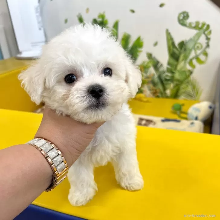 ID:2411-01370の子犬