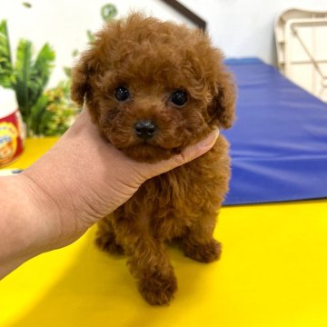 トイプードル(ティーカップ)【大阪府・男の子・2024年9月28日・レッドフォーン】の写真「おっとり、甘えたちゃん(*´ω｀*)」
