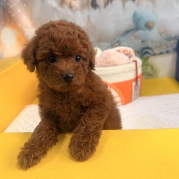 トイプードル(トイ)【大阪府・男の子・2025年9月10日・レッドフォーン】の写真「濃いレッドカラー(^o^)丿」