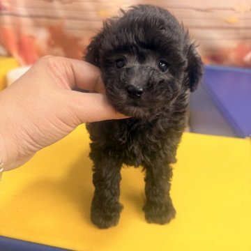 タイニープードル【大阪府・男の子・2025年9月13日・グレー(シルバー)】の写真「甘えたちゃんな男の子（●＾o＾●）」