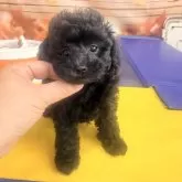 タイニープードル