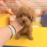 ティーカッププードル
