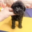 タイニープードル【大阪府・女の子・2025年9月13日・グレー(ブルー)】の写真2