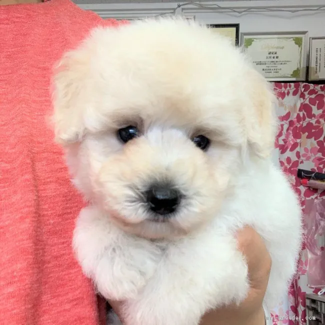 ID：1909-03037の子犬