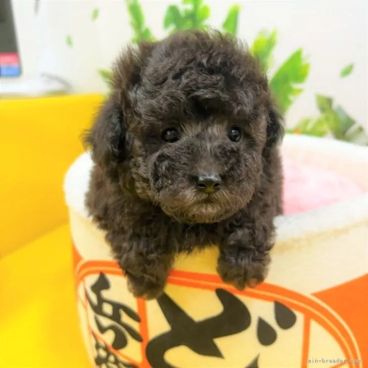 ID:2302-01862の子犬